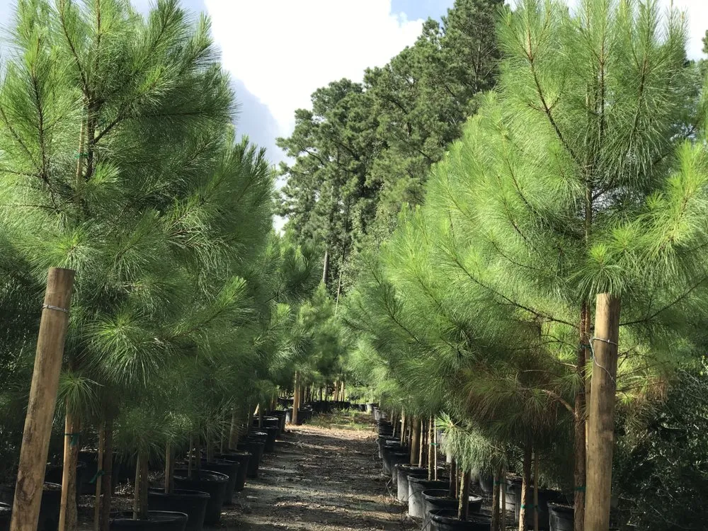 Professional landscape installation for year-round maintenance across Conroe, TX - 1314 Landscape Solution