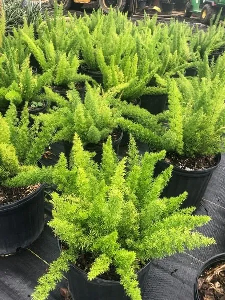 Top-rated lawn care service experts serving Conroe, TX - 1314 Landscape Solution