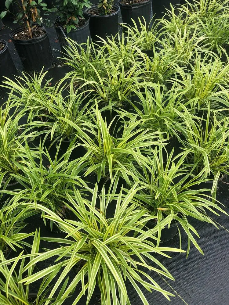 Expert lawn care service in Conroe, TX by 1314 Landscape Solution