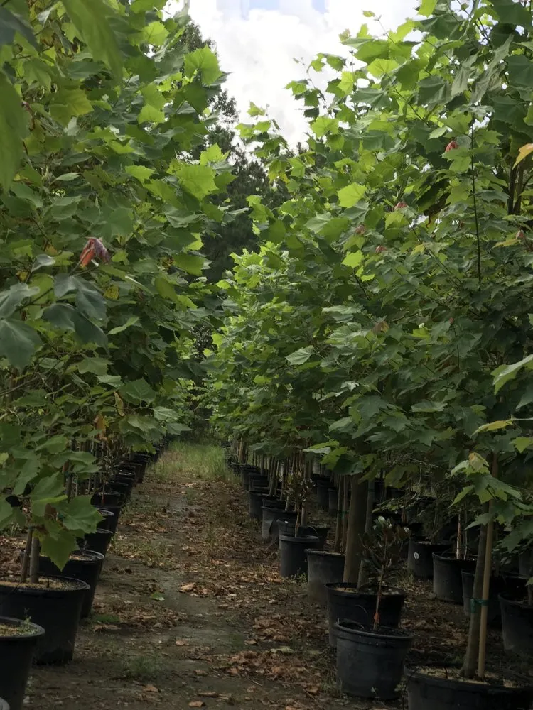 Top-rated landscaping services in Conroe, TX - 1314 Landscape Solution