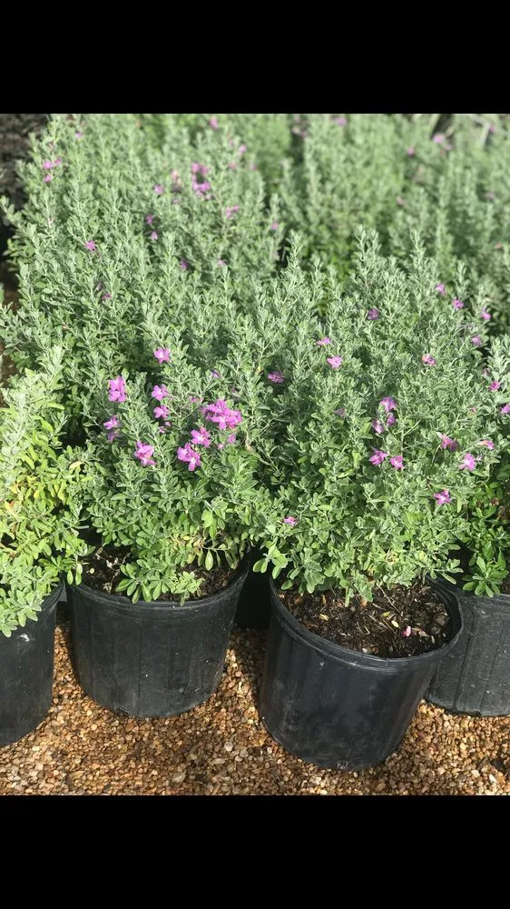 Top-rated landscaping services for year-round maintenance across Conroe, TX - 1314 Landscape Solution