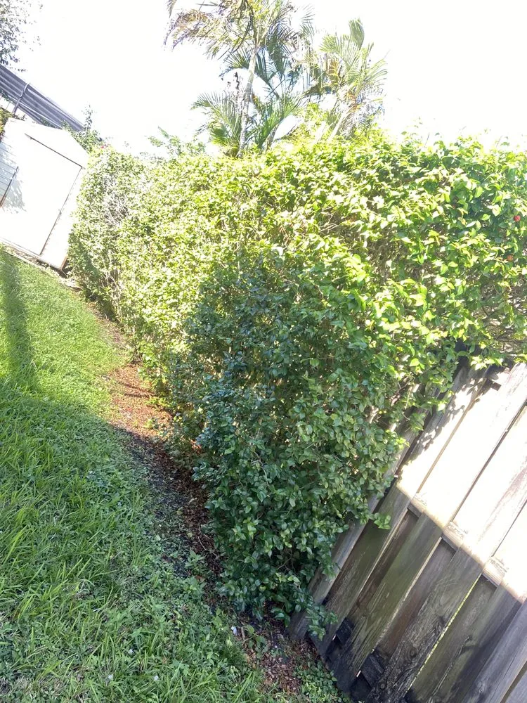 Expert residential landscaping in Davie, FL by 1988 Lawn Care