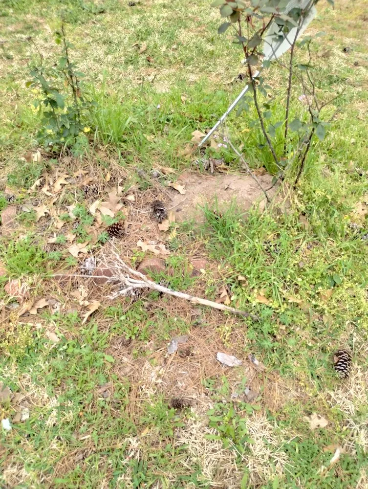 Trusted landscaping services in Katy, TX - 19Rozez