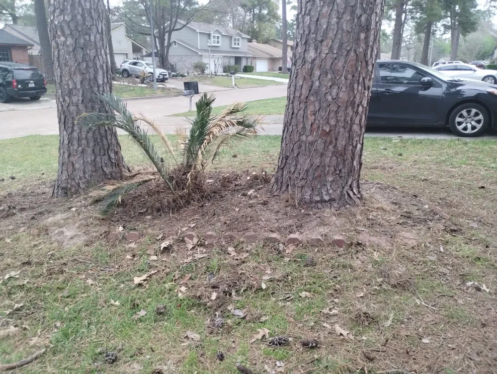 Professional landscape installation in Katy, TX by 19Rozez