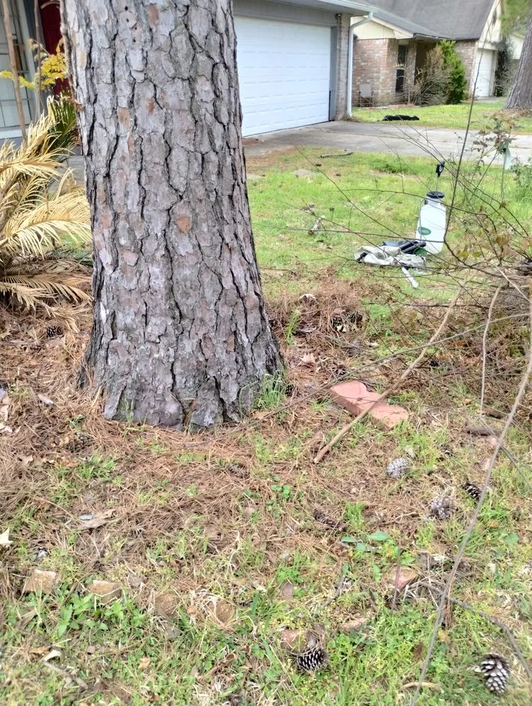 Expert yard cleanup service experts serving Katy, TX - 19Rozez