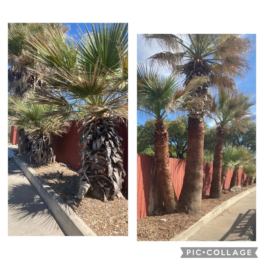 Professional yard maintenance for beautiful yards in San Antonio, TX by 1st Choice Tree and Lawn Maintenance