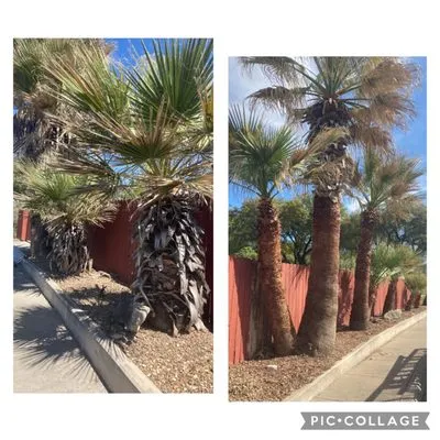 1st Choice Tree and Lawn Maintenance Logo