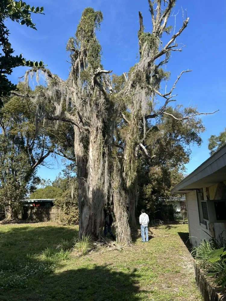Expert lawn care service in Winter Park, FL - 1st Class Lawn Care & Maintenance