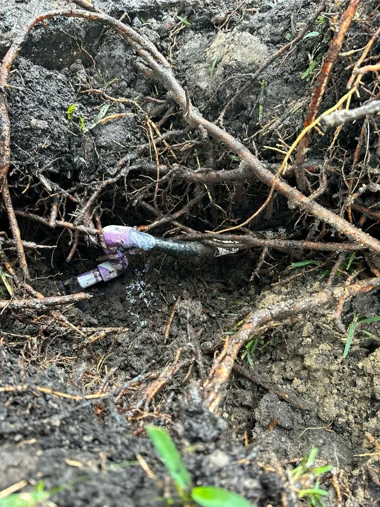 Professional yard maintenance in Winter Park, FL by 1st Class Lawn Care & Maintenance