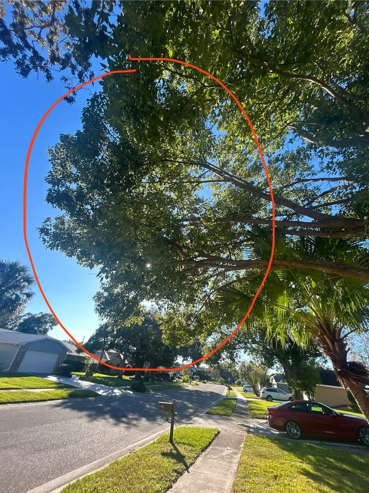 Professional yard maintenance with custom design in Winter Park, FL by 1st Class Lawn Care & Maintenance