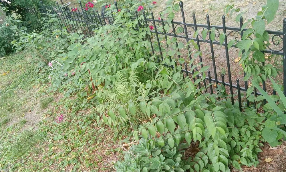 Custom outdoor landscaping in Paris, IL by 2 Broke Guys Landscaping Services