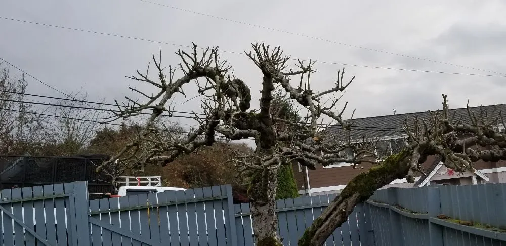 Local yard cleanup service with custom design in Seattle, WA by 2 Bros Landscaping