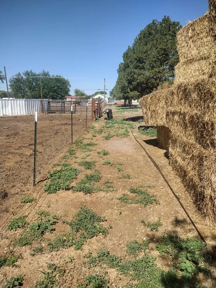 Professional residential landscaping in Belen, NM by 2 Brothers