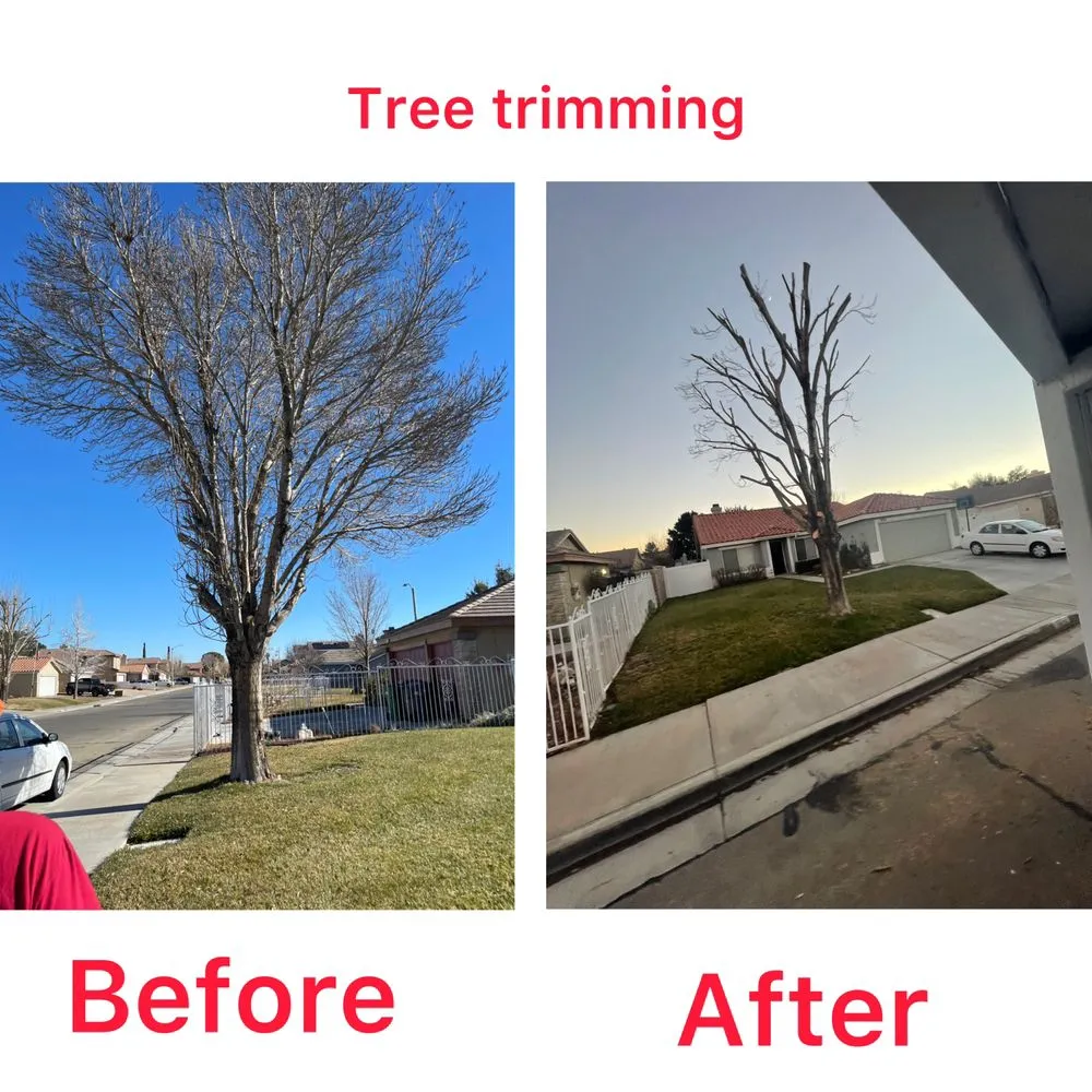 Local lawn care service in Los Angeles, CA - 2 Brothers Landscaping