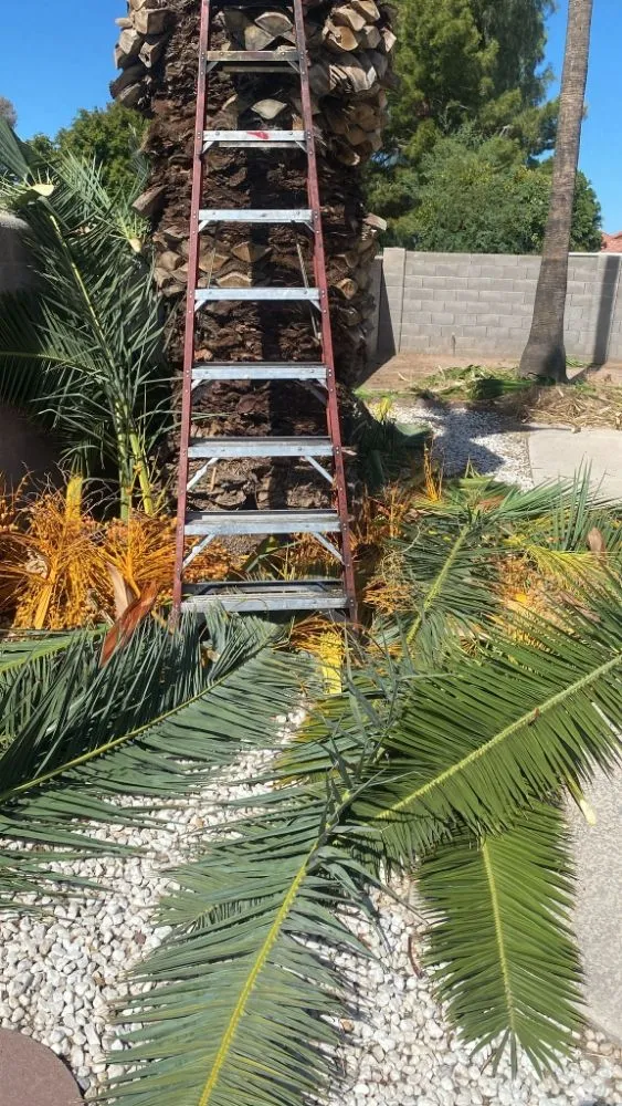 Professional yard cleanup service experts serving Mesa, AZ - 2 Friends Landscaping