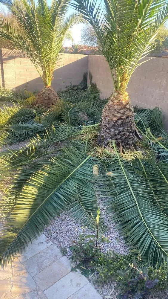 Local yard maintenance in Mesa, AZ - 2 Friends Landscaping