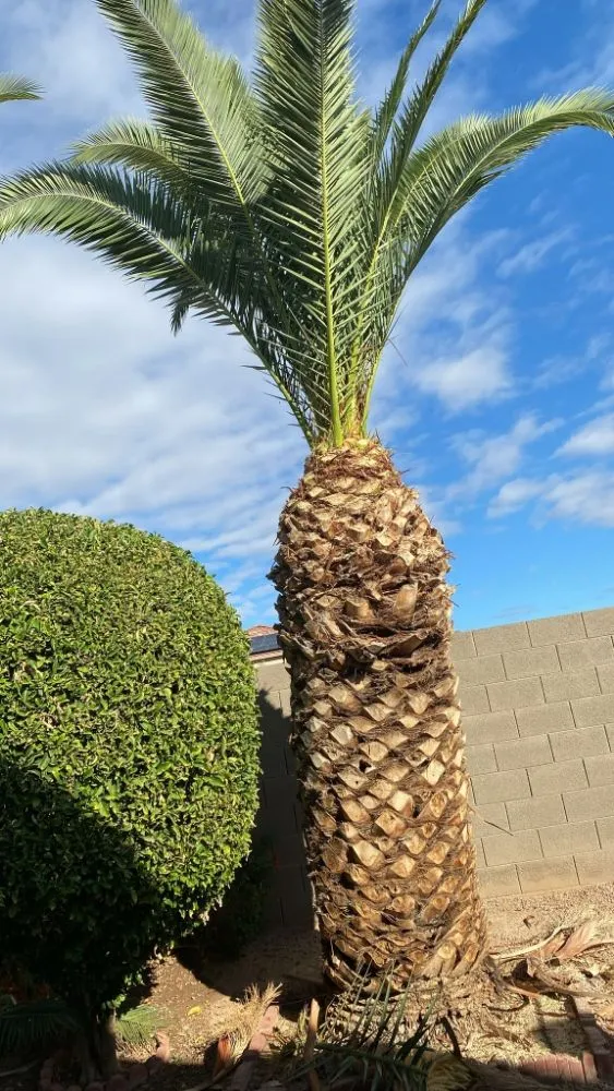 Expert lawn care service for year-round maintenance in Mesa, AZ by 2 Friends Landscaping