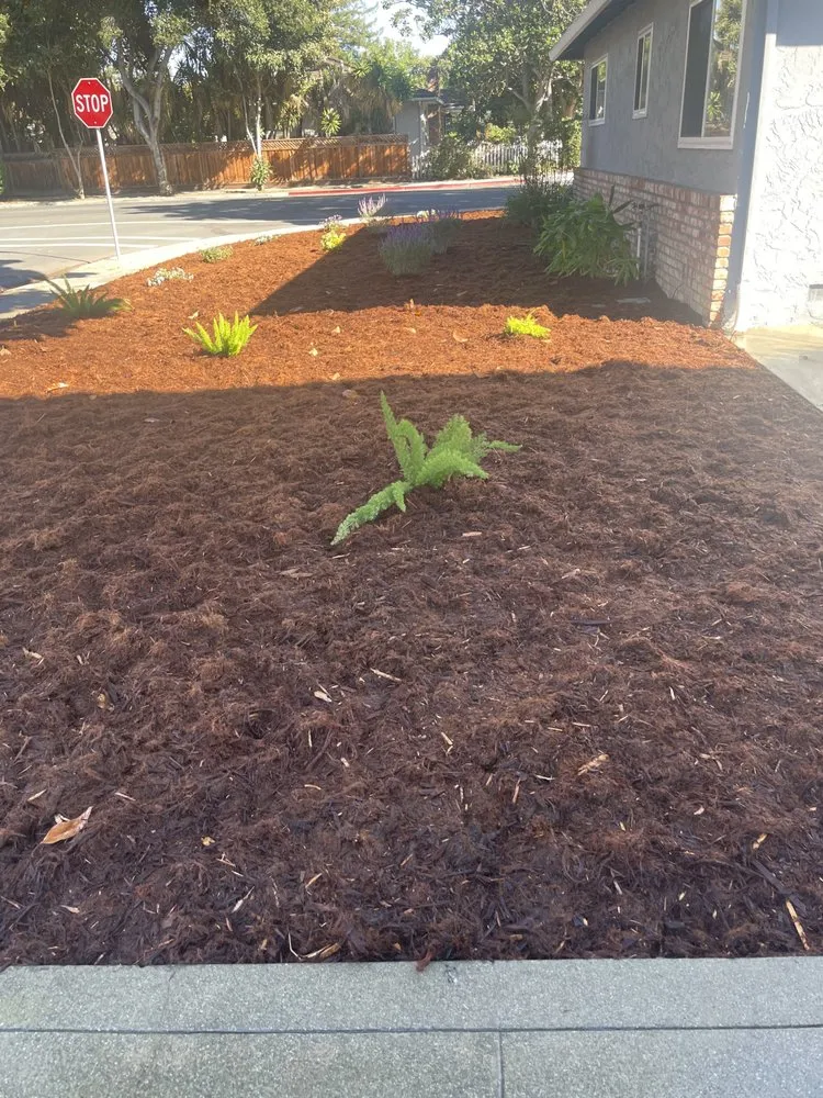 Expert yard maintenance in Sunnyvale, CA by 2 Green Landscaping & Maintenance