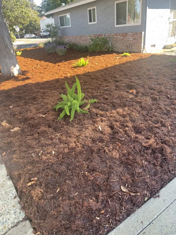 Local lawn mowing service experts serving Sunnyvale, CA - 2 Green Landscaping & Maintenance