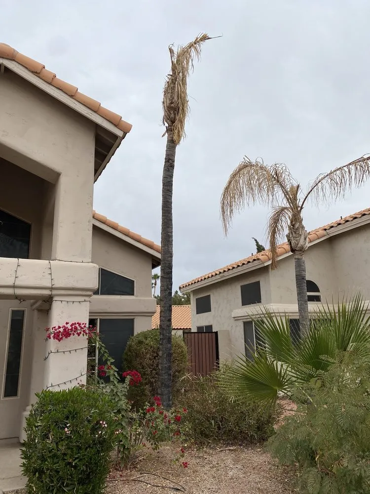 Professional yard maintenance experts serving Chandler, AZ - 2 Hernandez Landscaping