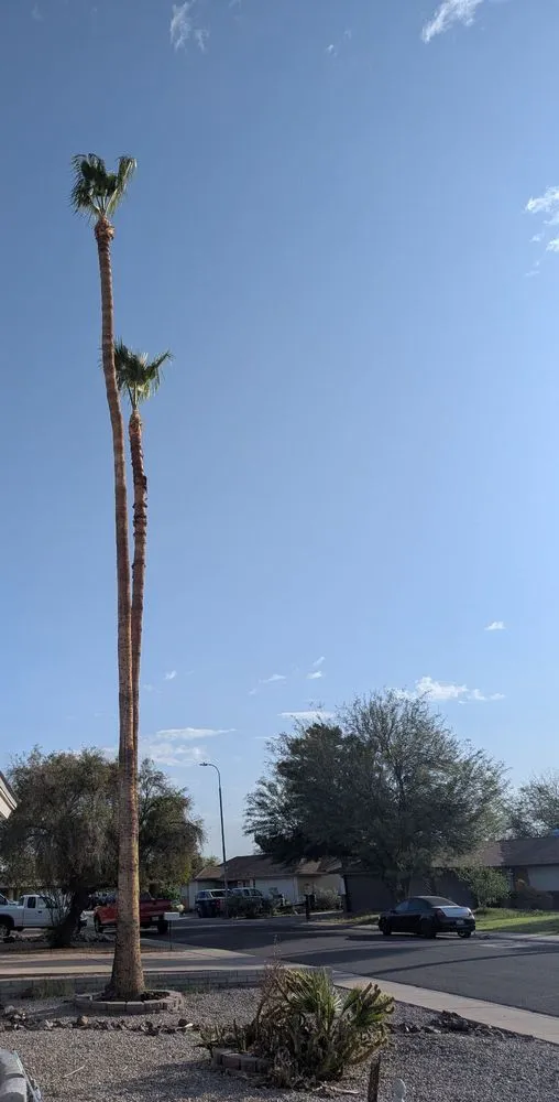 Top-rated yard cleanup service experts serving Chandler, AZ - 2 Hernandez Landscaping