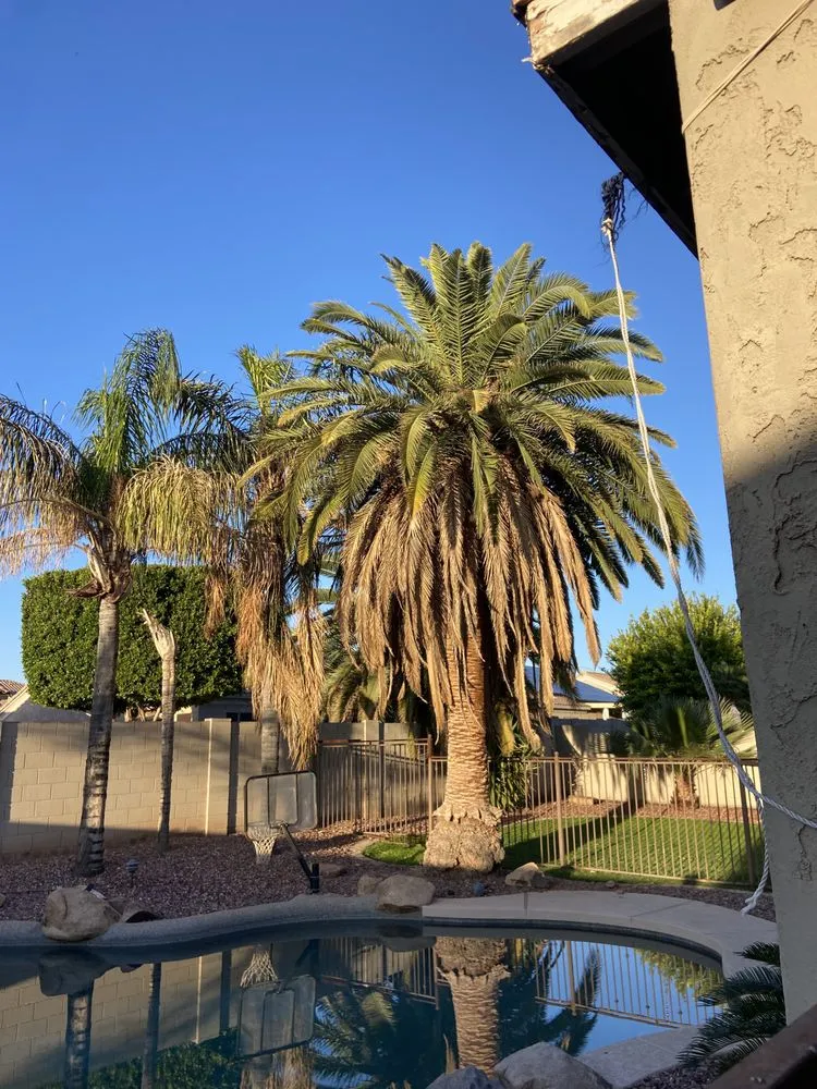 Reliable yard cleanup service experts serving Chandler, AZ - 2 Hernandez Landscaping