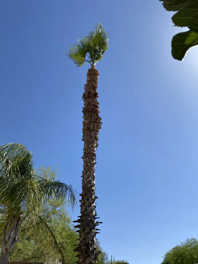 Custom garden landscaping in Chandler, AZ - 2 Hernandez Landscaping