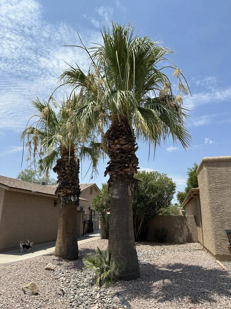 Affordable lawn care service experts serving Chandler, AZ - 2 Hernandez Landscaping