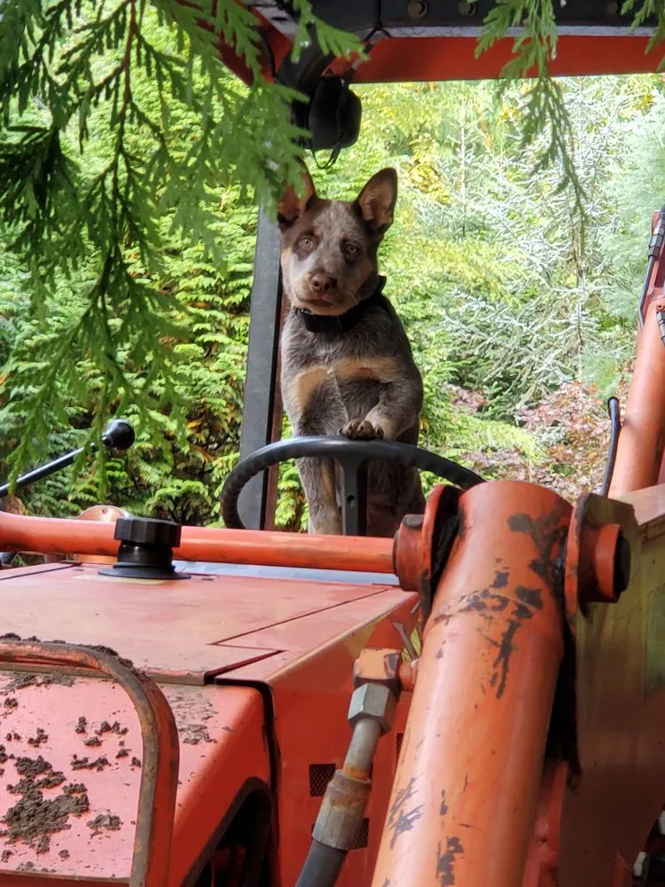 Local yard maintenance experts serving Tacoma, WA - 2 J's Lawn Service