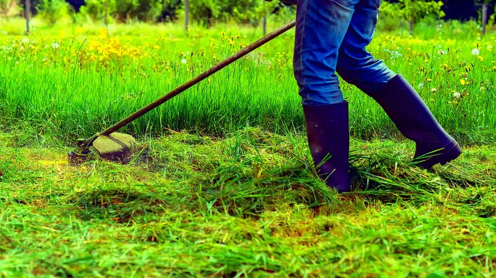 Local yard maintenance for year-round maintenance in Merced, CA by 2 Lawn Guys And A Lady Lawn Care