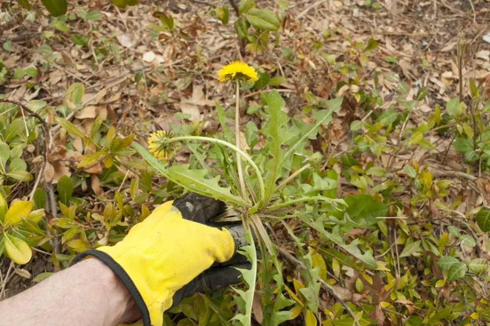 Top-rated residential landscaping for outdoor upgrades across Merced, CA - 2 Lawn Guys And A Lady Lawn Care