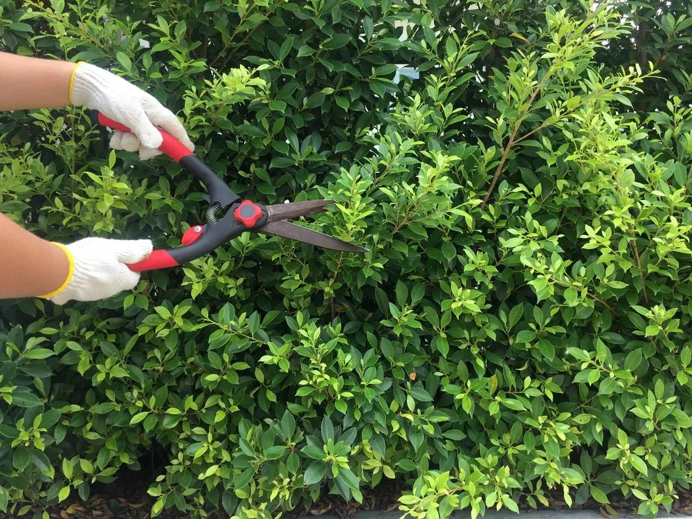 Affordable outdoor landscaping for homes in Merced, CA by 2 Lawn Guys And A Lady Lawn Care