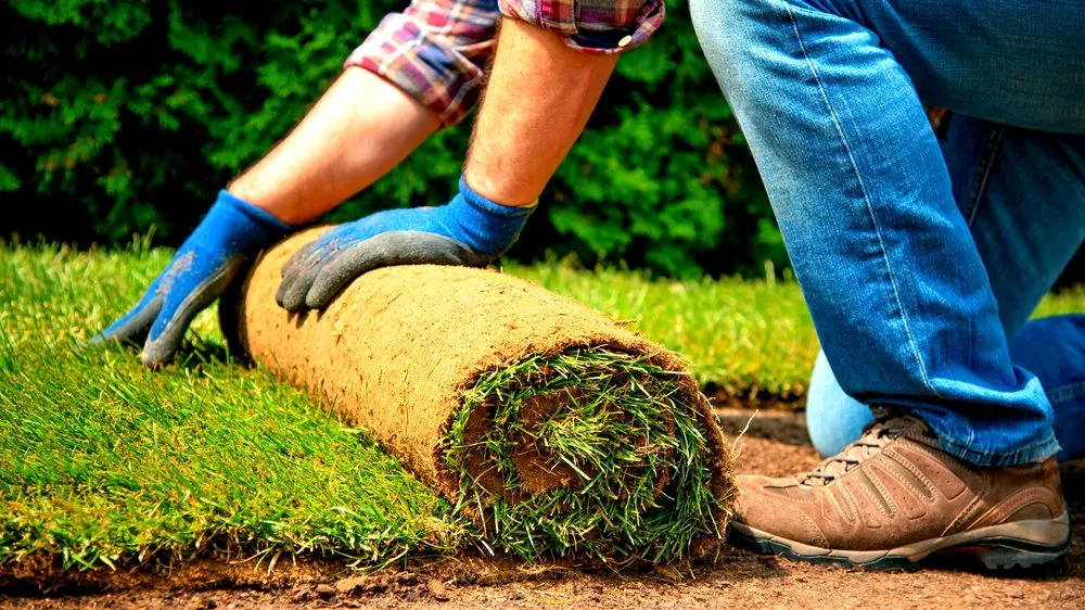 Trusted yard maintenance in Merced, CA by 2 Lawn Guys And A Lady Lawn Care