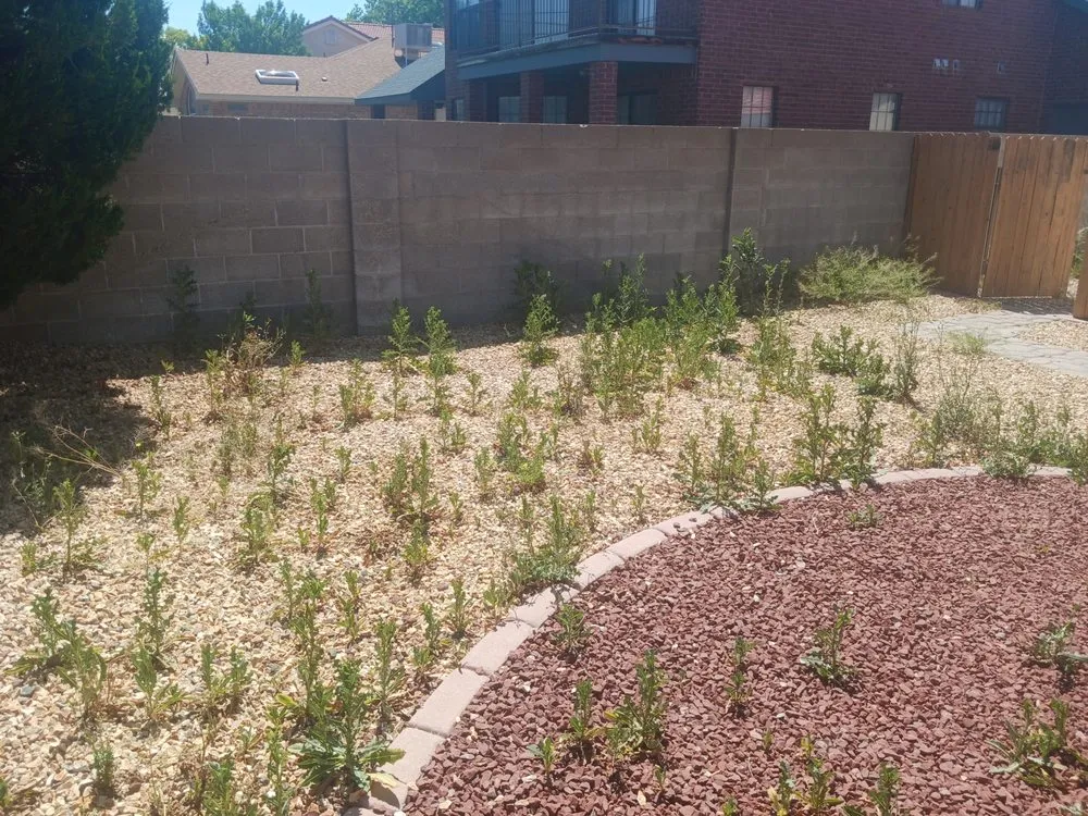 Custom yard cleanup service in Albuquerque, NM by 2 Neighbors Work