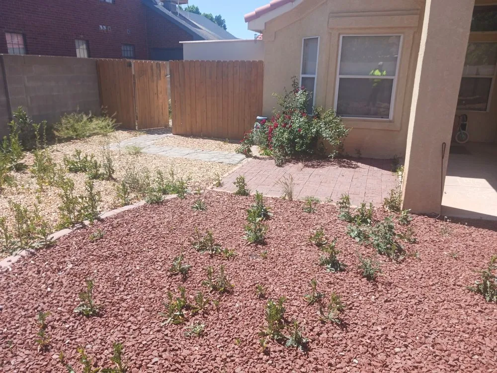 Professional landscaping services for homes across Albuquerque, NM - 2 Neighbors Work