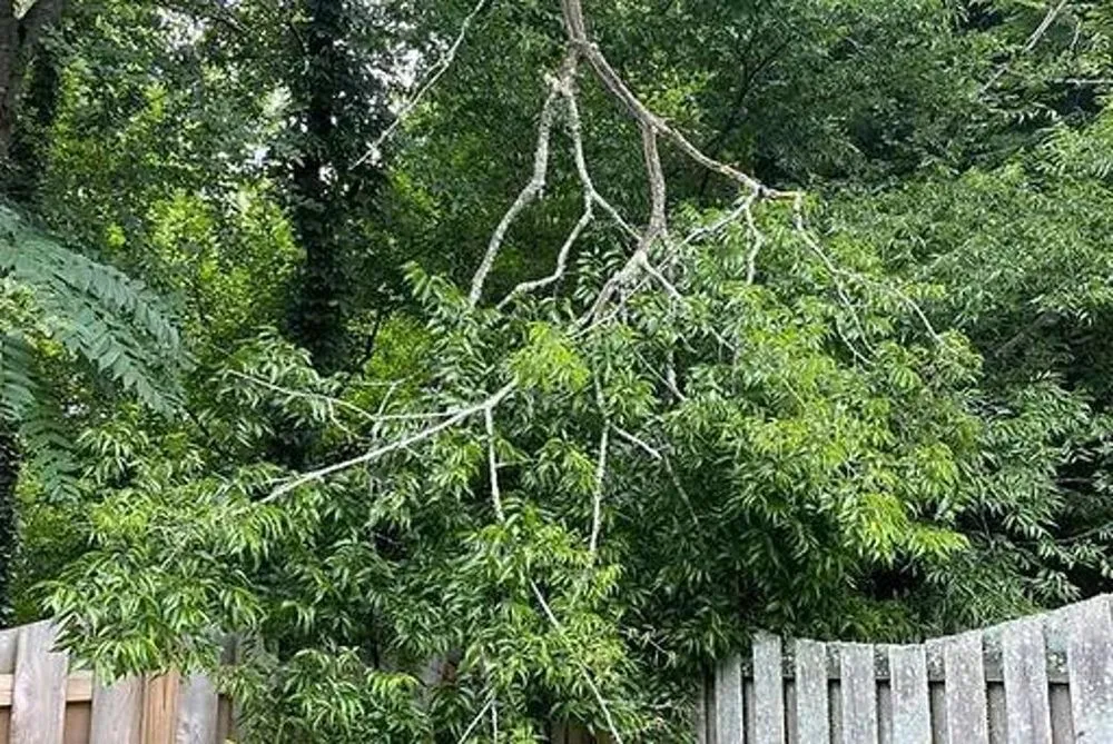 Professional lawn care service near you across Columbia, TN - 2 The T Tree Service