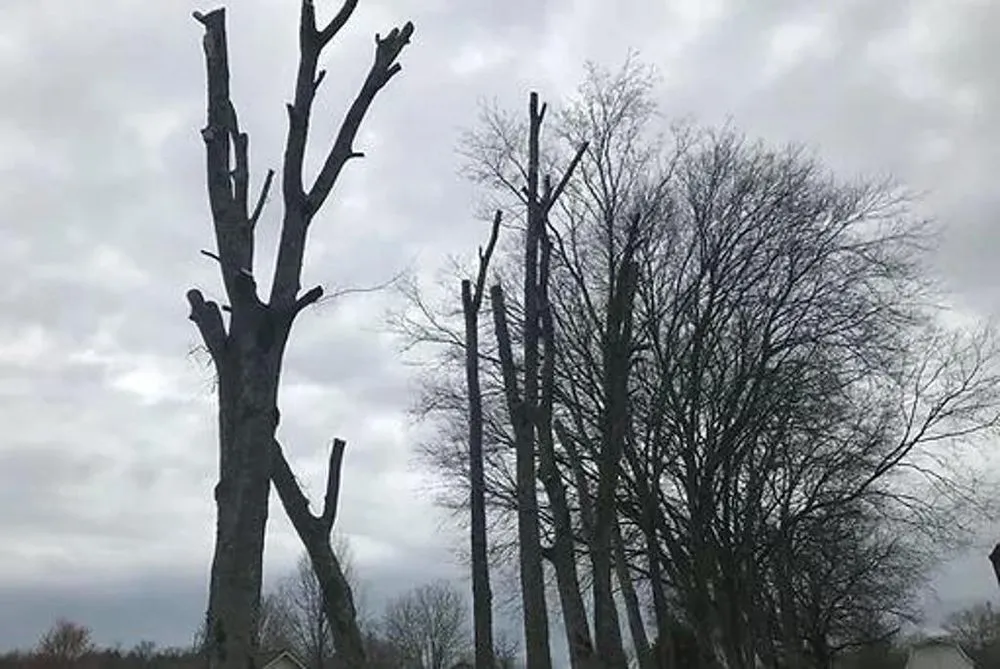 Trusted landscape installation with custom design in Columbia, TN by 2 The T Tree Service