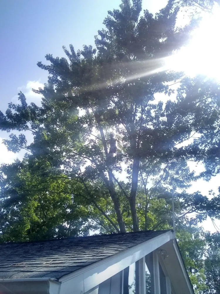 Affordable lawn care service in Lynchburg, VA by 2 The Top Tree & Landscaping