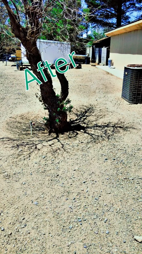 Reliable garden landscaping for year-round maintenance across Deming, NM - 20 Tress Landspcape
