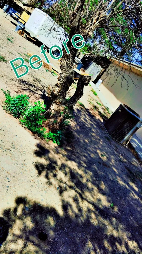 Reliable yard cleanup service for year-round maintenance across Deming, NM - 20 Tress Landspcape