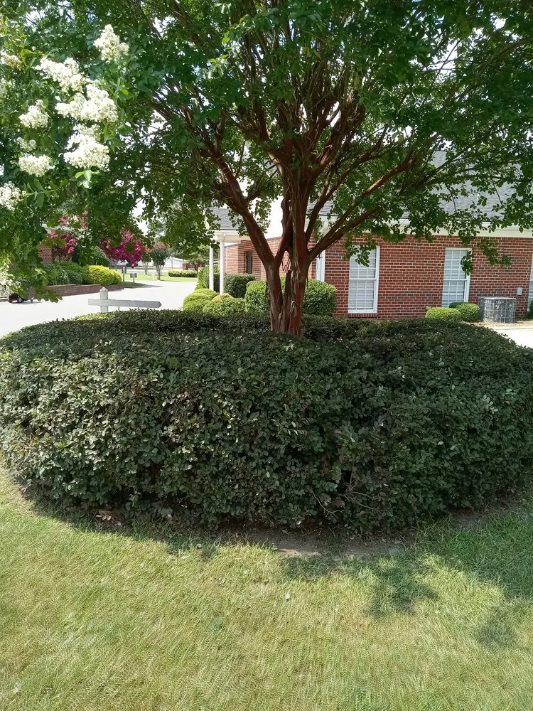 Professional yard maintenance for outdoor upgrades across Linden, NC - 208 Gomez Lawn Care