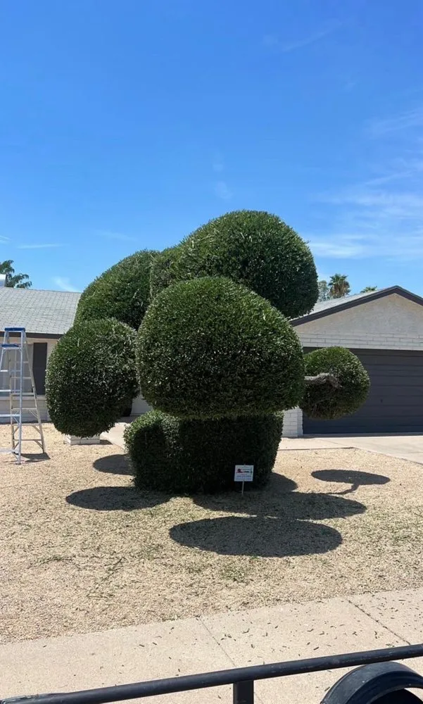 Top-rated lawn mowing service in Phoenix, AZ - 24/7 Landscape Services