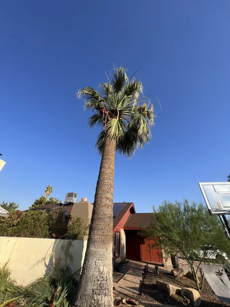 Local lawn mowing service experts serving Phoenix, AZ - 24/7 Landscape Services