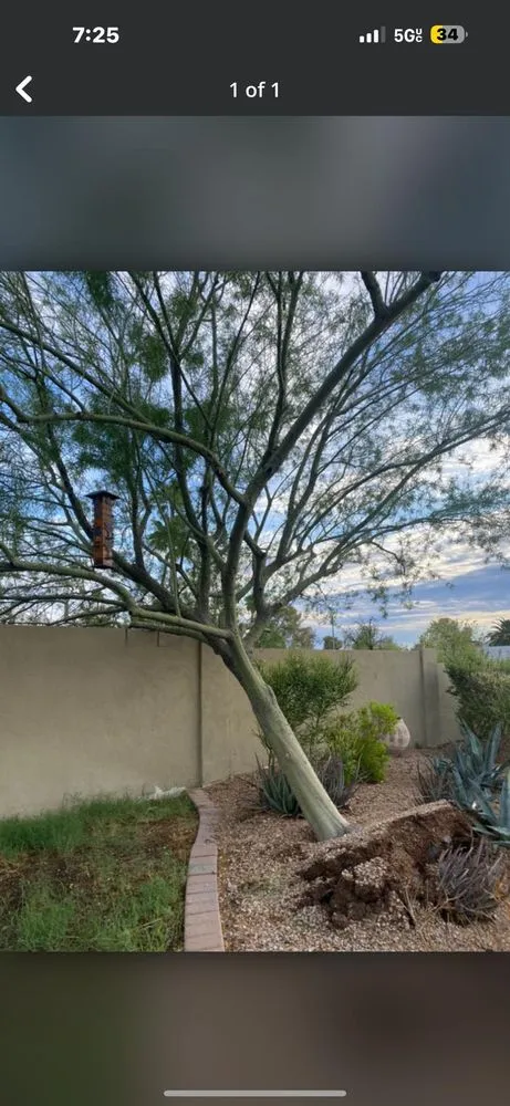 Reliable yard cleanup service in Phoenix, AZ by 24/7 Landscape Services