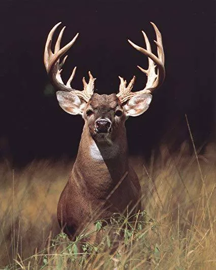 Affordable lawn care service with custom design in El Paso, TX by 24k Custom Homes, Construction and Landscaping