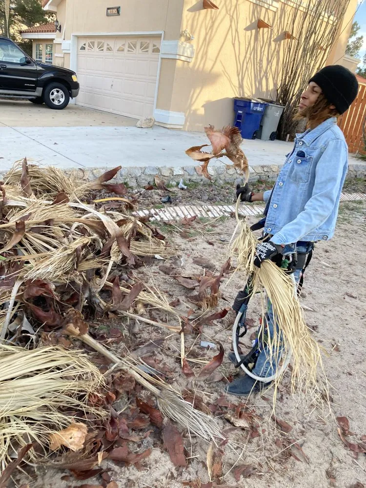 Professional yard cleanup service for residential properties across El Paso, TX - 26 Palms