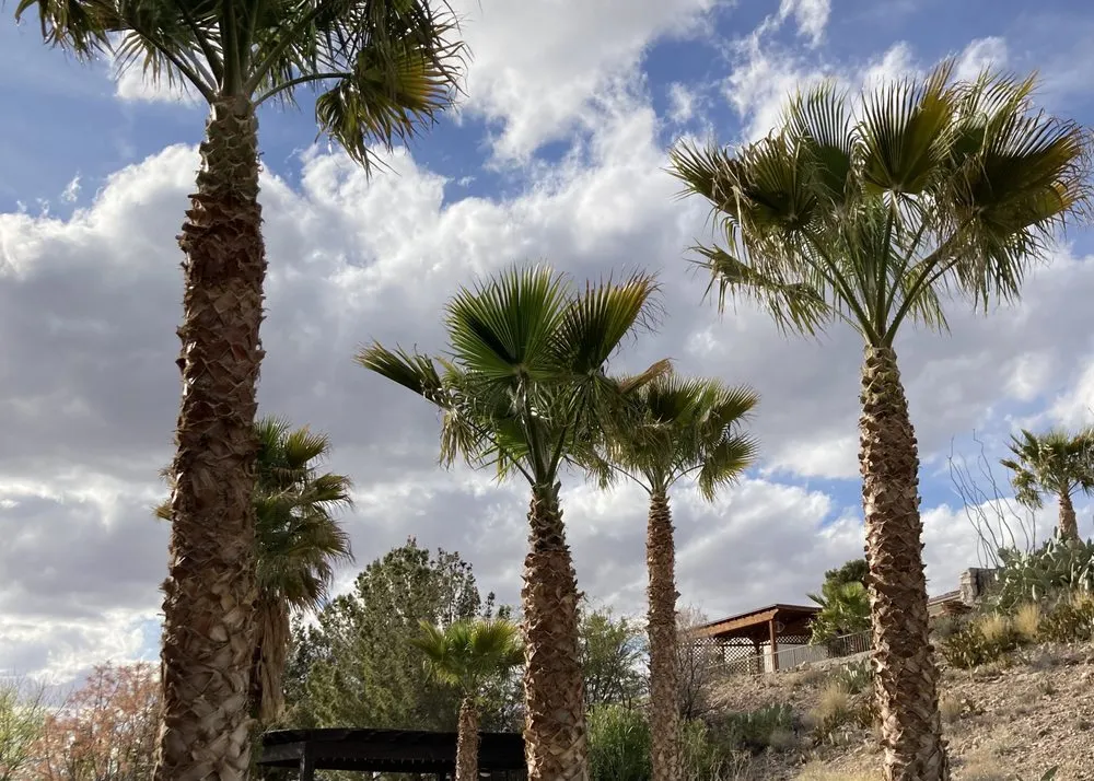 Local yard cleanup service for beautiful yards in El Paso, TX by 26 Palms