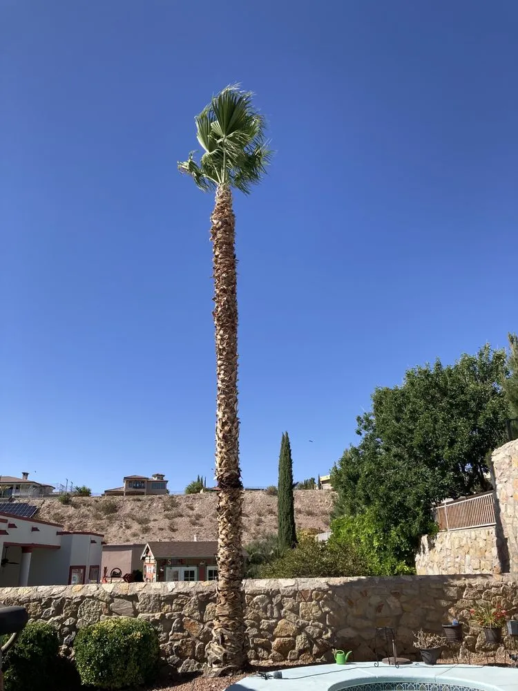 Professional lawn mowing service experts serving El Paso, TX - 26 Palms