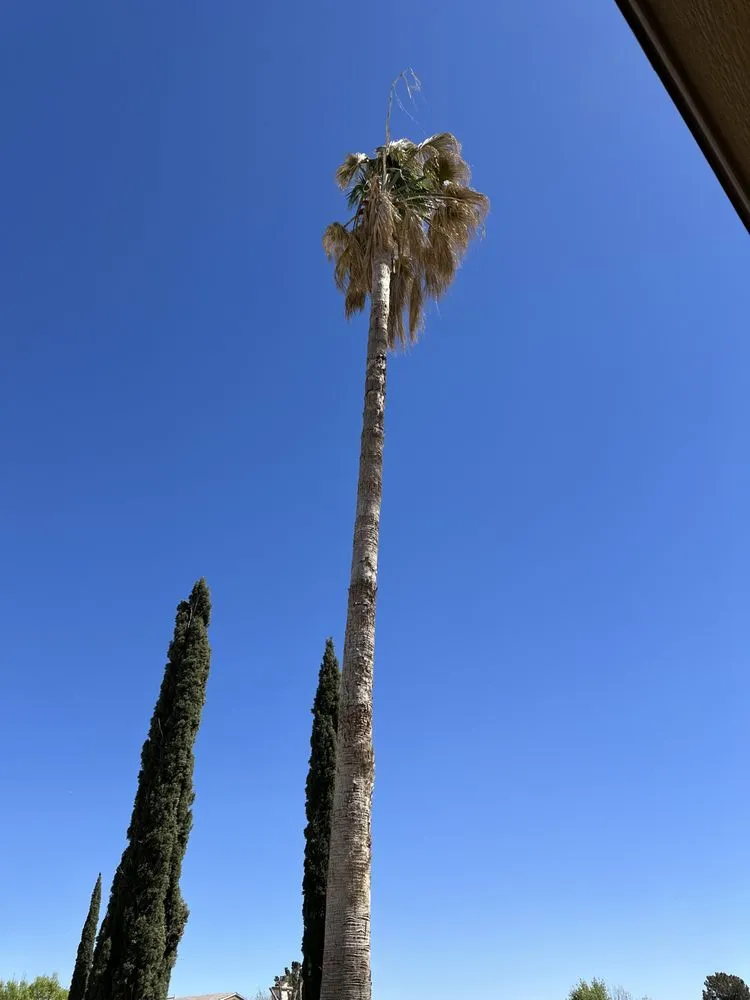 Expert landscape installation in El Paso, TX - 26 Palms