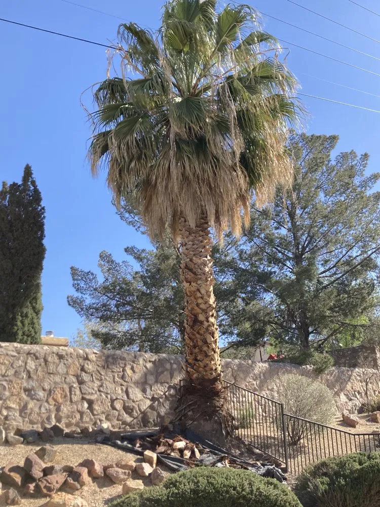 Affordable lawn mowing service in El Paso, TX - 26 Palms